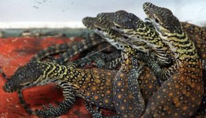 anak-komodo-lit8hd-prv