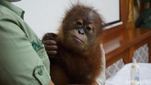penyeludupan orang utan