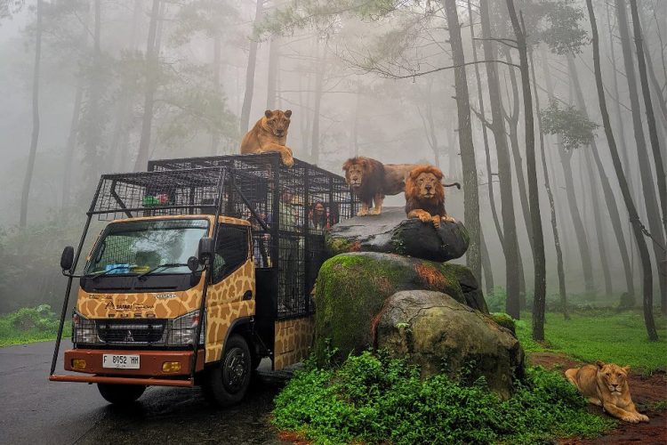 Taman-Safari-Prigen-Jawa-Timur-750x500